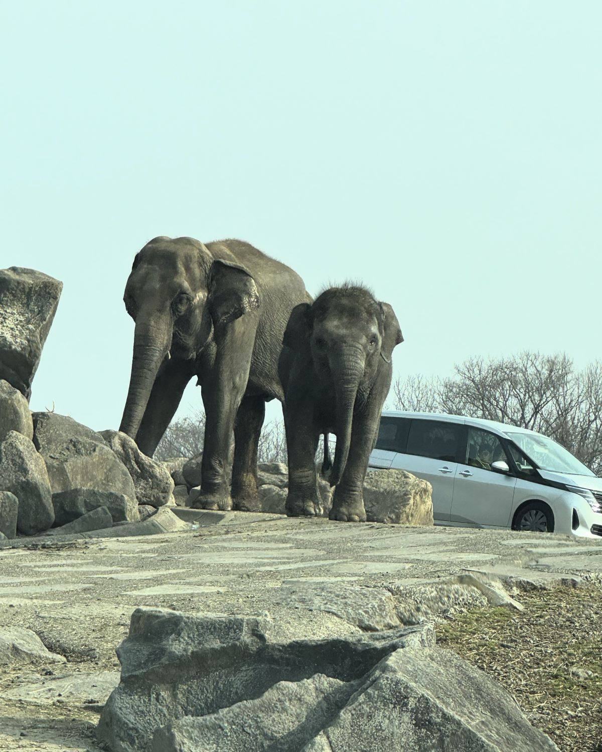 日本大分縣九州自然野生動物公園 African Safari 野生動物園區內，一頭成年及一頭年幼亞洲象站在訪客車輛旁。